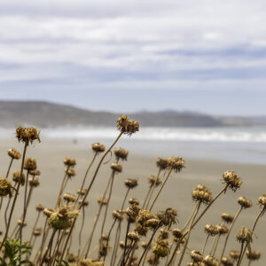 Playa del Sur
