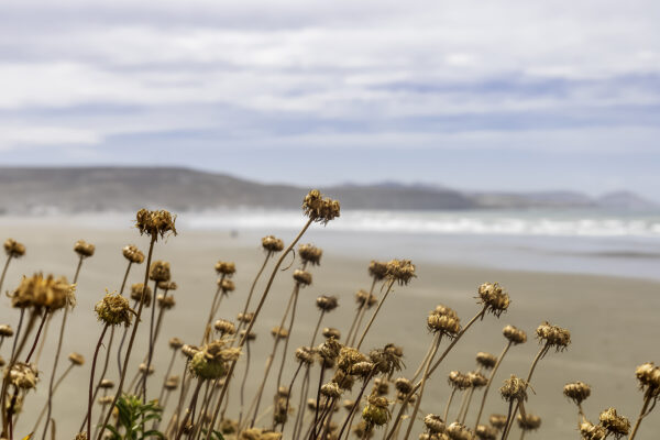 Playa del Sur