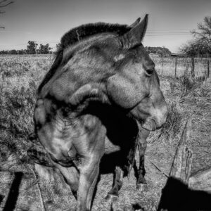 Equino amistoso