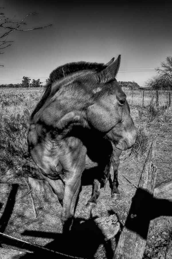 Equino amistoso